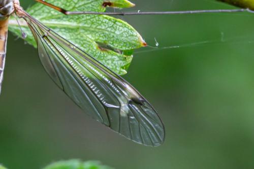 Tipula selene